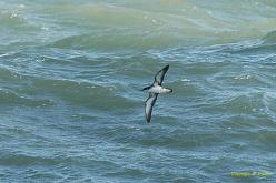 Puffin des Anglais